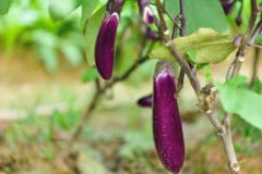 tell-japanese-eggplant-ripe