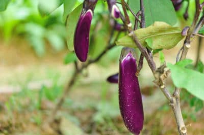 tell-japanese-eggplant-ripe