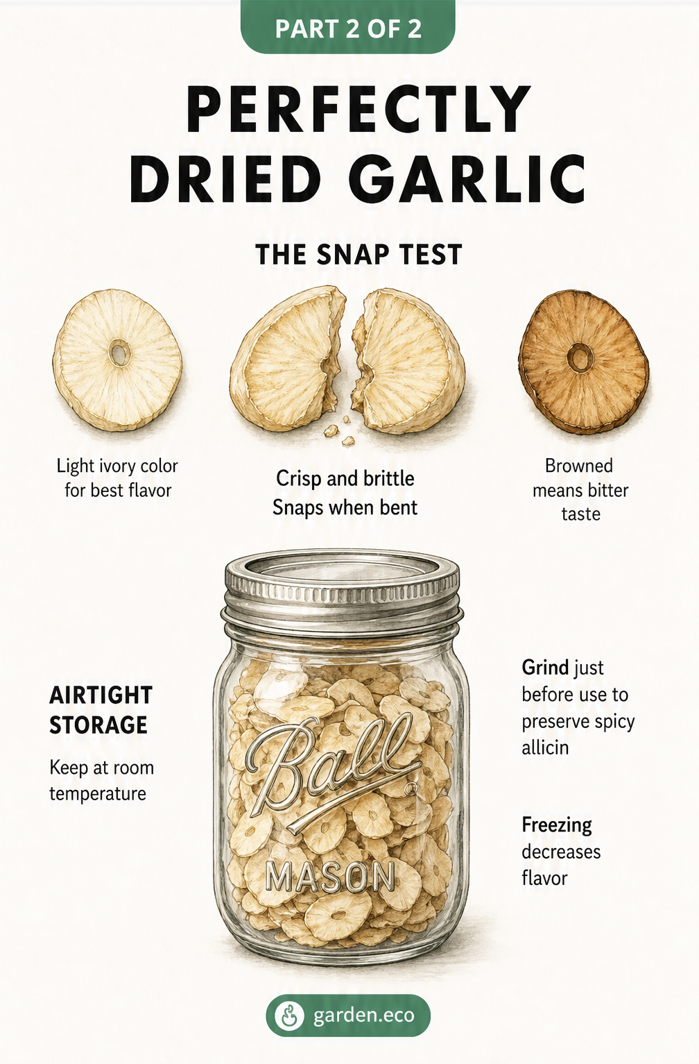 Illustration demonstrating the snap test for perfectly dried garlic and proper airtight storage in a mason jar.