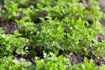 title-carrot-sprouts