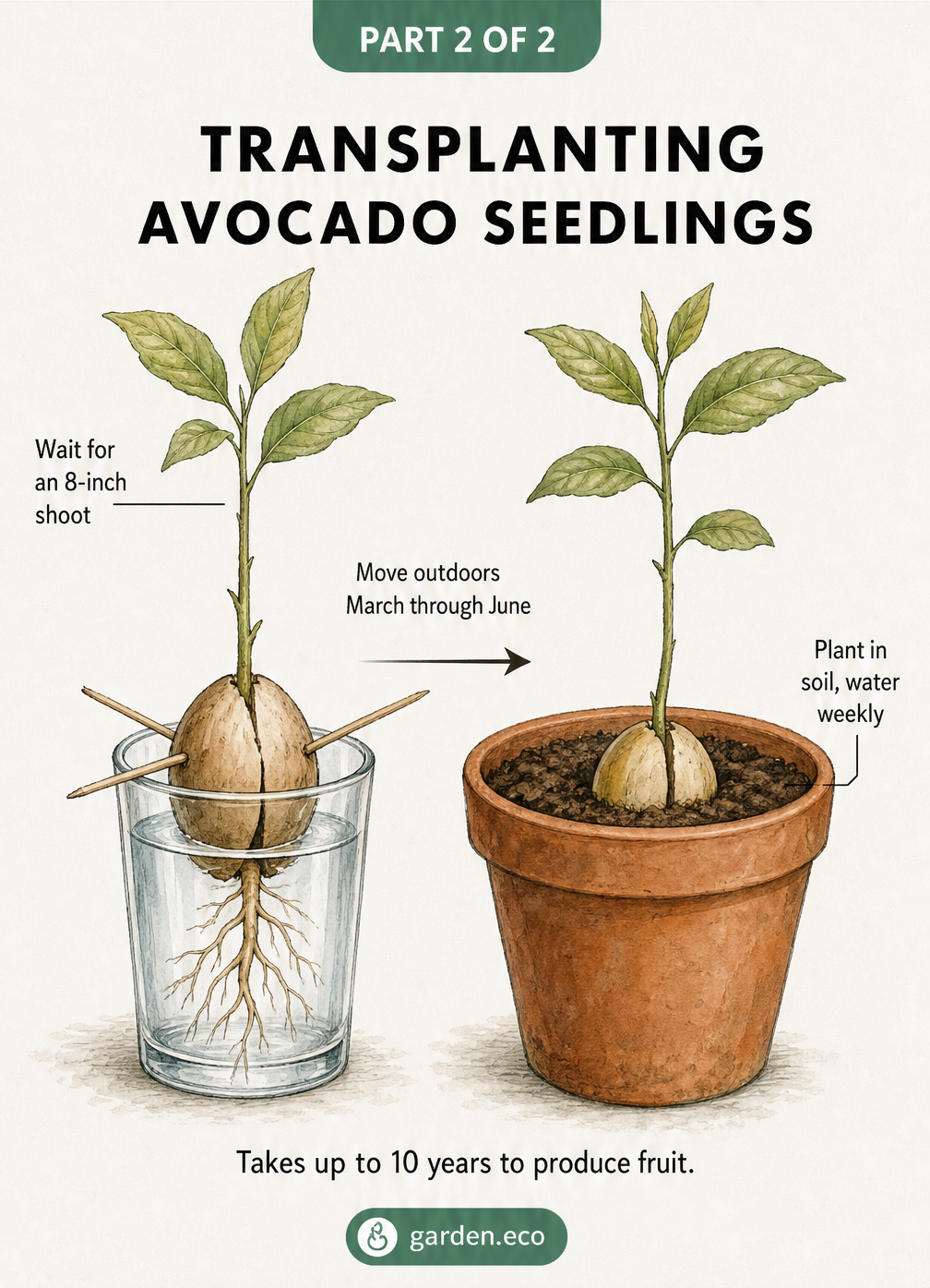 Botanical illustration comparing an avocado seedling in a water glass to one transplanted into a terracotta pot with soil.