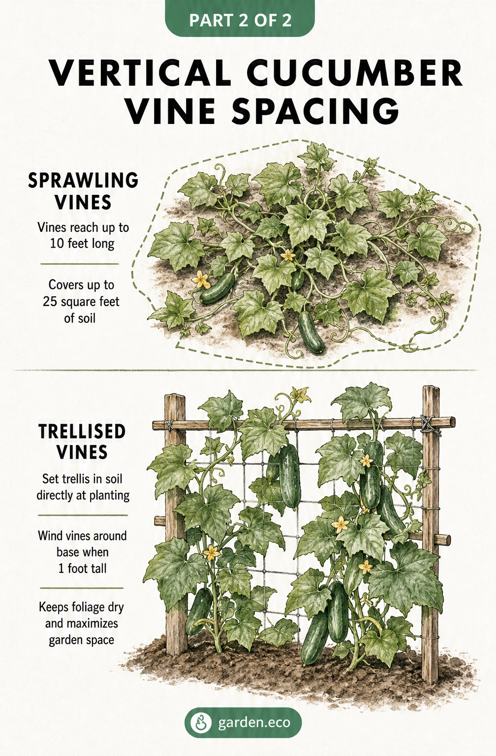 Illustration comparing sprawling cucumber vines to trellised vines