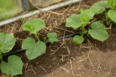 watering-cucumbers