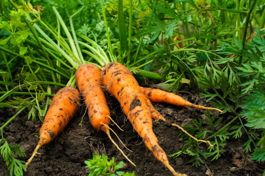 How to Know When Your Carrots are Ready to Pick Garden.eco
