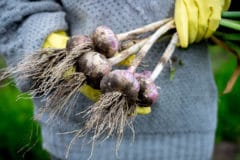 when-to-harvest-garlic