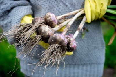 when-to-harvest-garlic