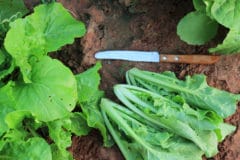 when-to-harvest-lettuce