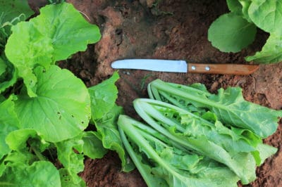 when-to-harvest-lettuce