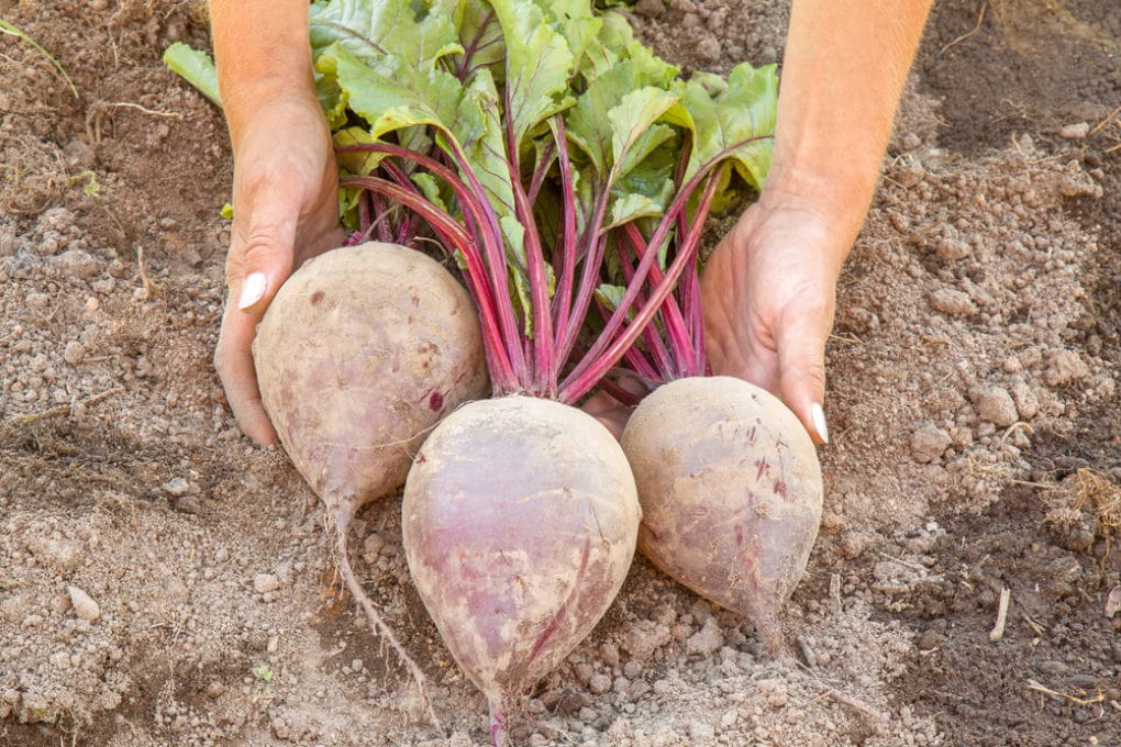 How Long Does it Take Beets to Grow? Not Long