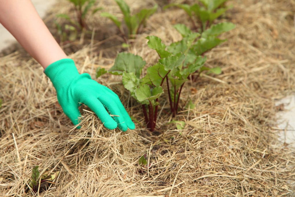 When to Plant Beets » Best Times for Success