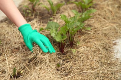 when-to-plant-beets