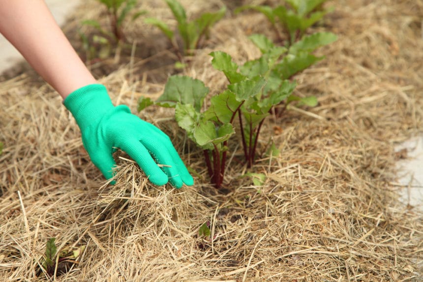 How Long Does it Take Beets to Grow? Not Long