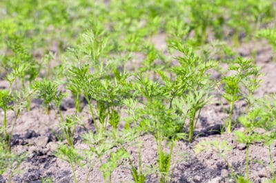 when-to-plant-carrots