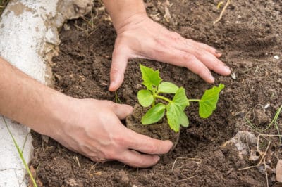 when-to-plant-cucumbers