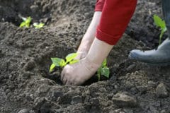 when-to-plant-eggplant