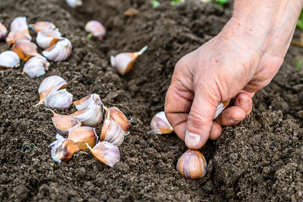 When To Plant Garlic Garden eco