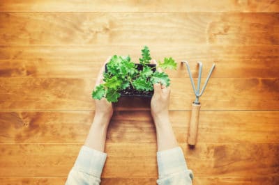 when-to-plant-kale