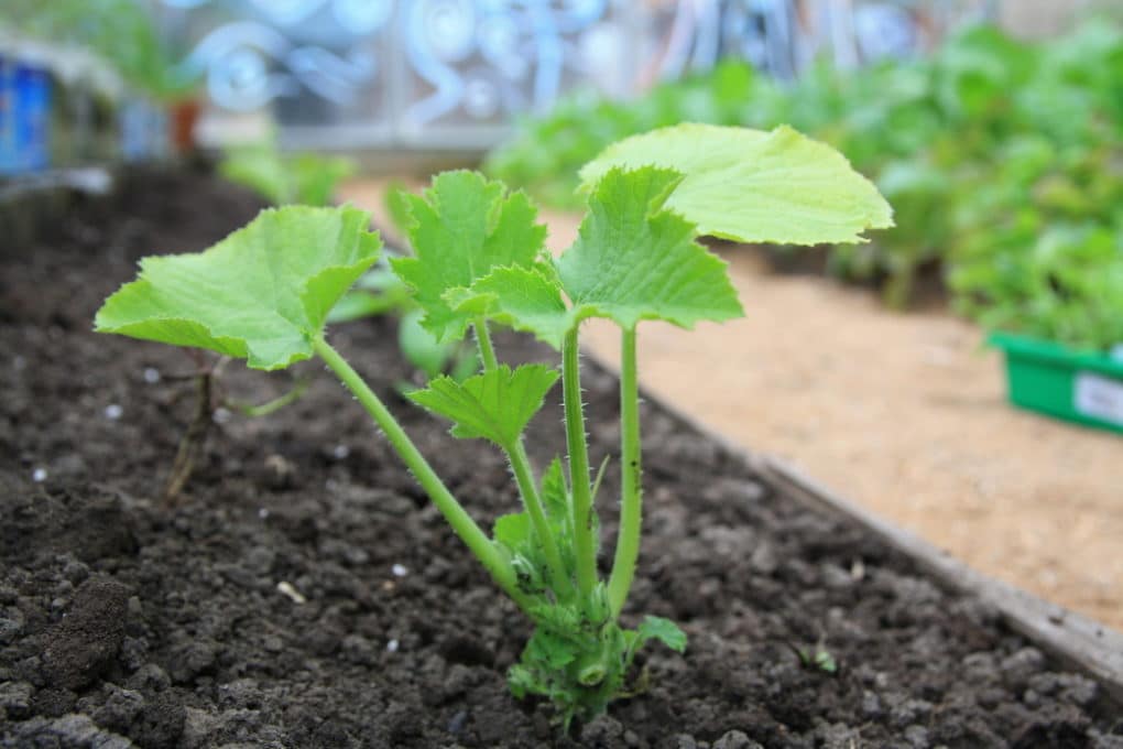 How To Plant Zucchini Seedlings - Featured Image