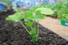 when-to-plant-zucchini