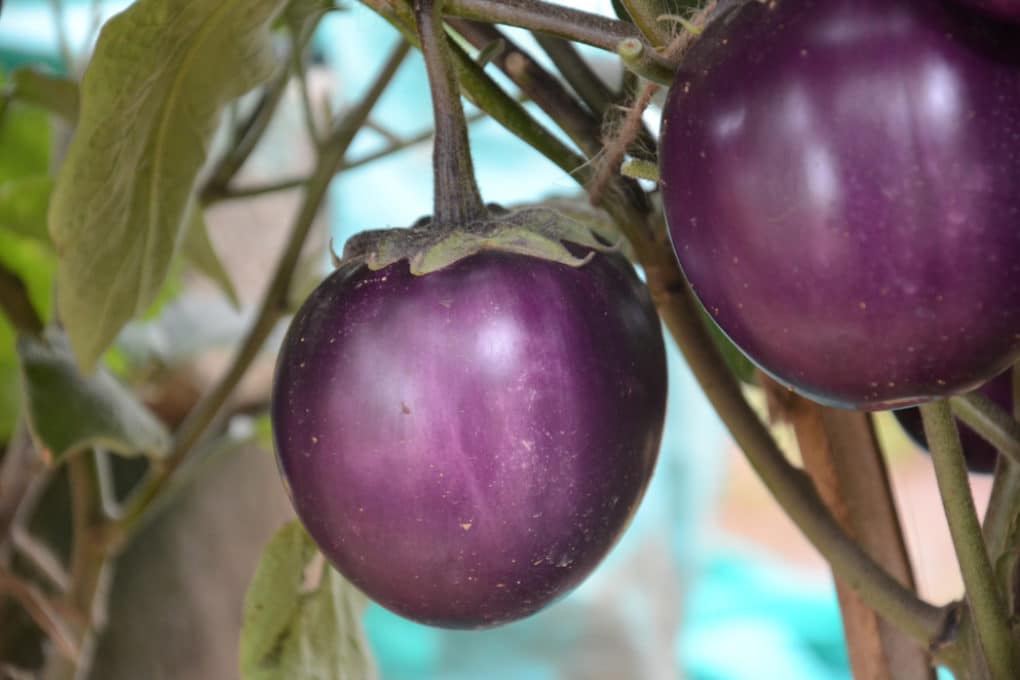 Female and Male Eggplant Myth Debunked » Old Wive's Tale