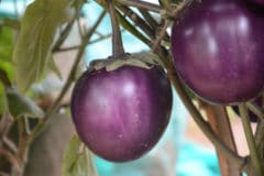 where-do-eggplants-grow