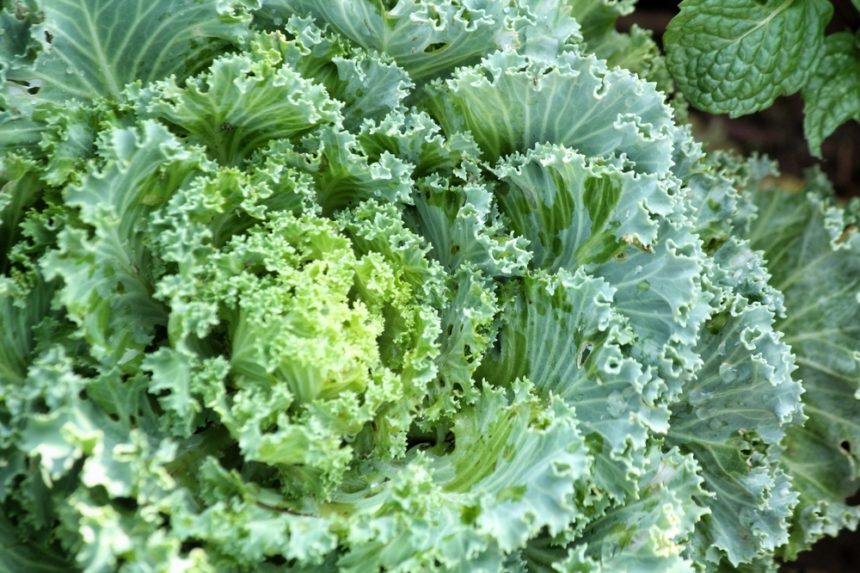 Kale Pests » Top Tips on Identification & Control