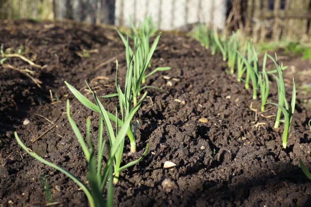 Growing Garlic in Texas Like a Lonestar Pro