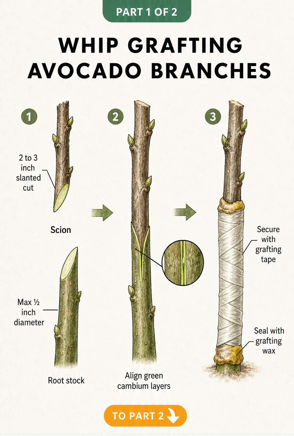 Illustration showing the three steps of whip grafting avocado branches: making slanted cuts, aligning the cambium layers, and securing with tape and wax.