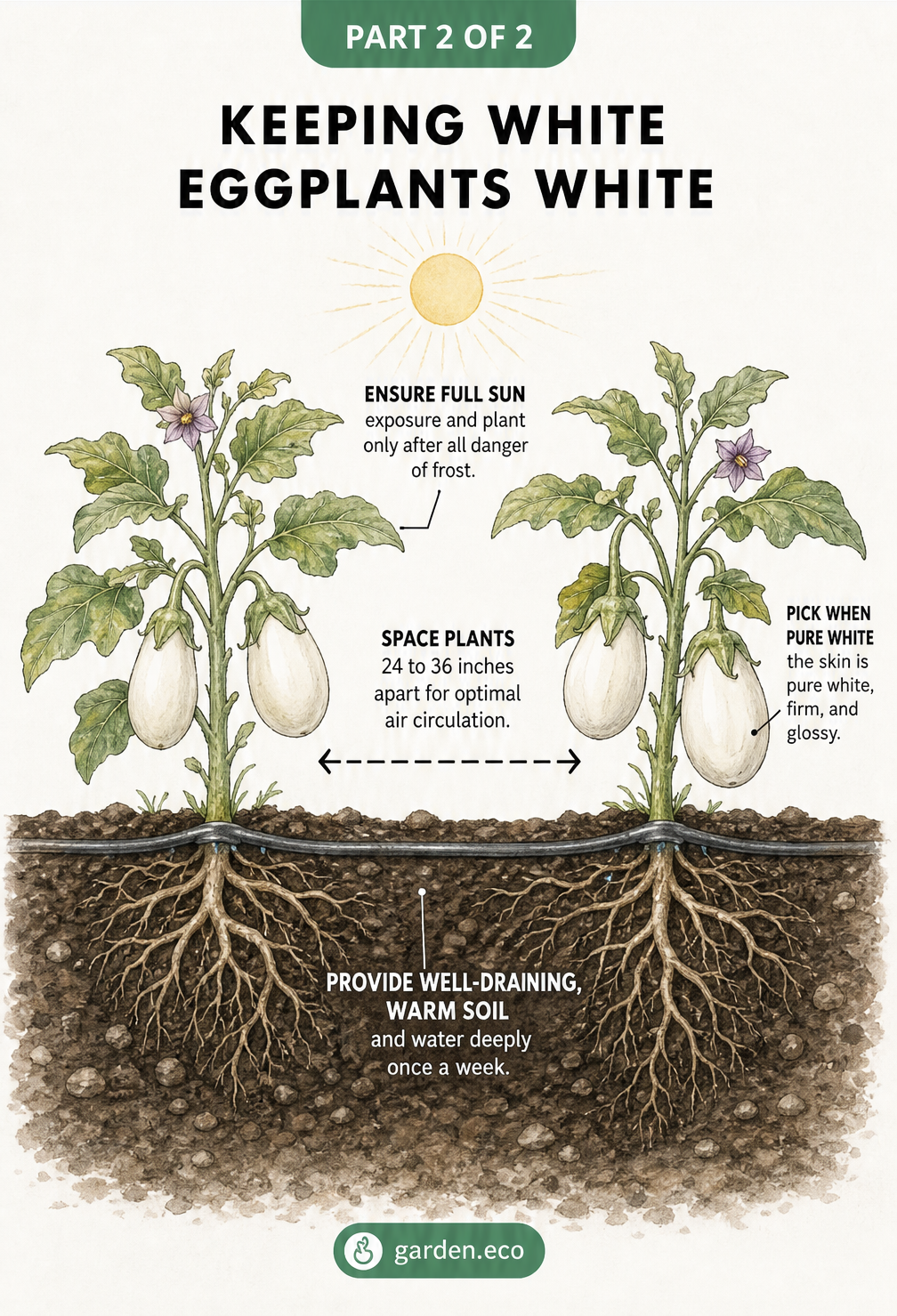 Cross-section illustration of a garden bed showing proper spacing, root health, and ideal growing conditions for white eggplants.