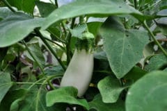 white-eggplant-turning-yellow