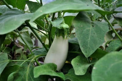 white-eggplant-turning-yellow