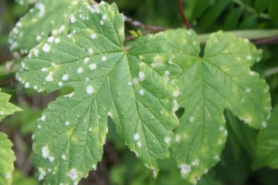 white-spots-squash-leaves-2