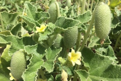 wild-cucumber-edible