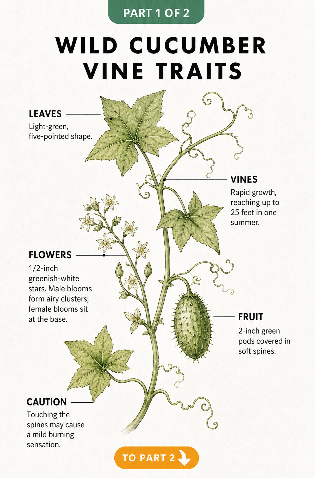 Botanical illustration of a wild cucumber vine showing leaves, tendrils, flowers, and spiny fruit