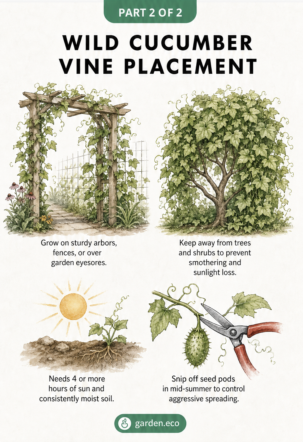 Watercolor landscape sketch showing a wild cucumber vine growing on an arbor and smothering a tree