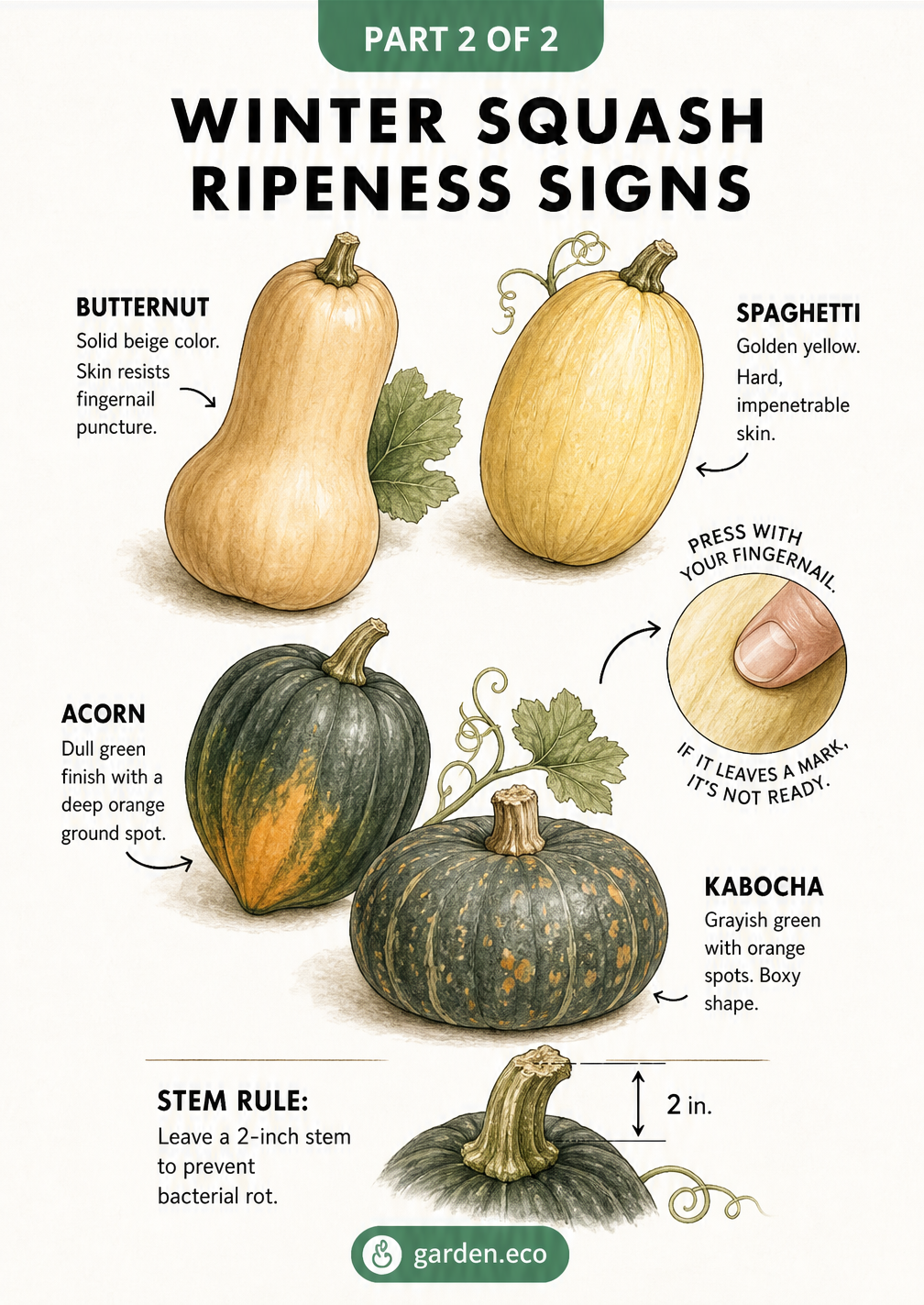 Illustration of butternut, spaghetti, acorn, and kabocha winter squash showing ripeness signs like skin color and stem length.