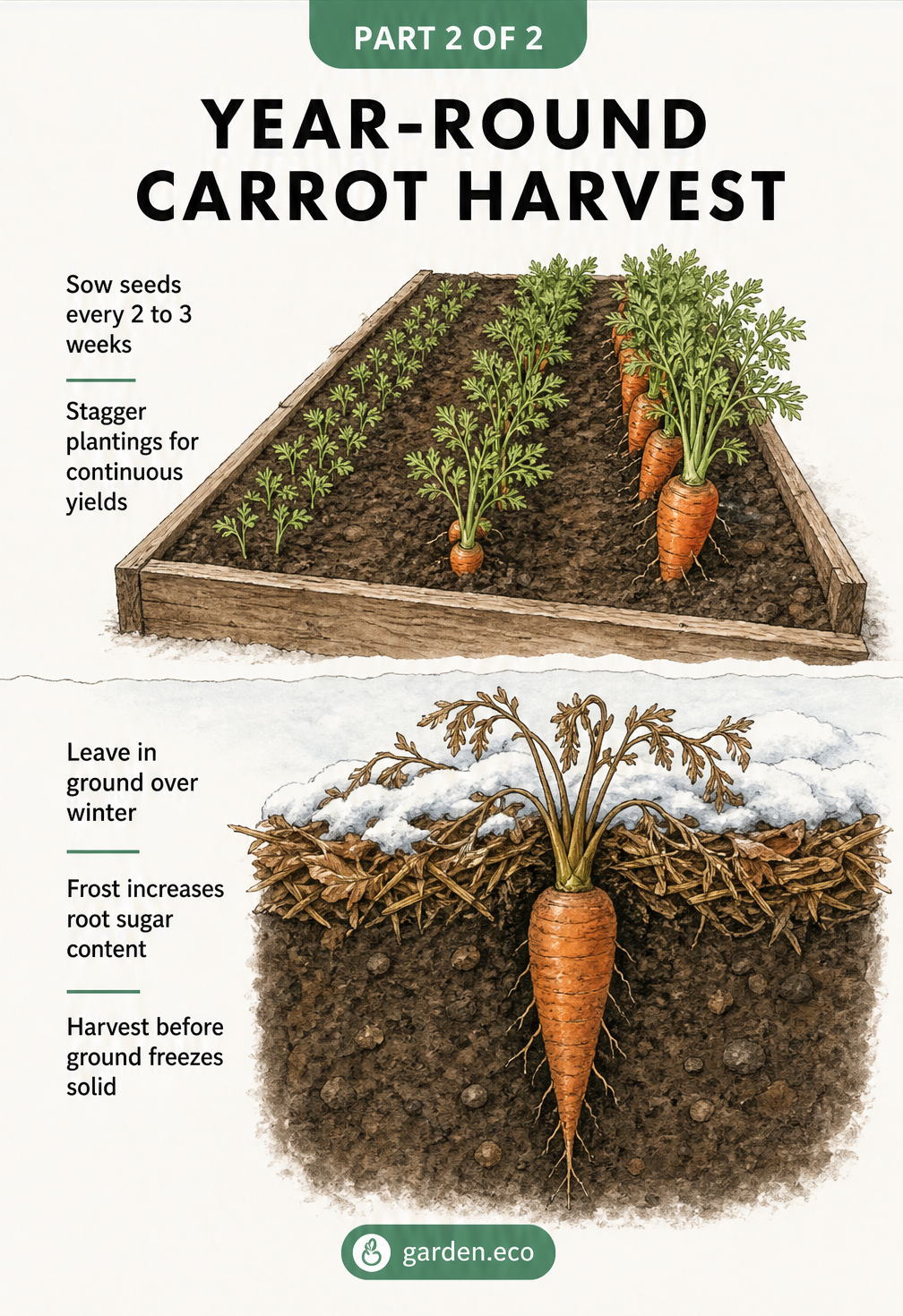 Illustration showing staggered carrot plantings in a garden bed and a mature carrot overwintering under mulch