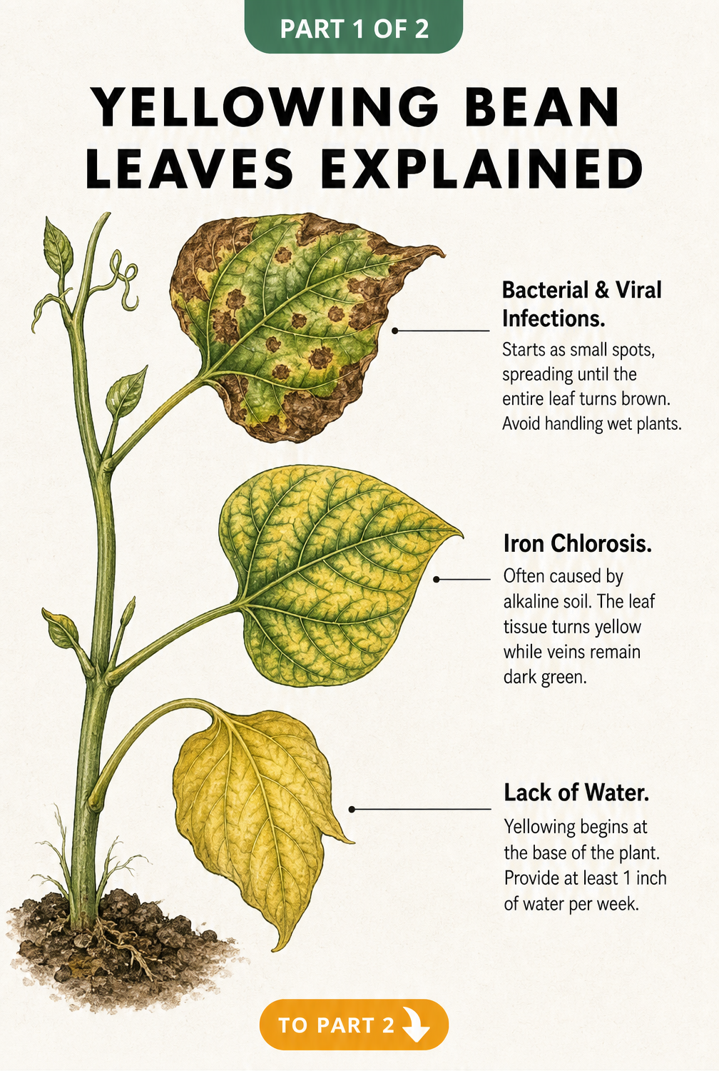 Botanical illustration showing three bean leaves with different symptoms: brown spots from infections, yellowing with green veins from iron chlorosis, and a...