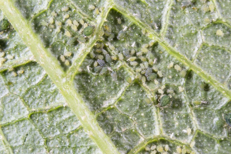 Black Bugs on Eggplant Leaves, Yikes! » Top Control Tips