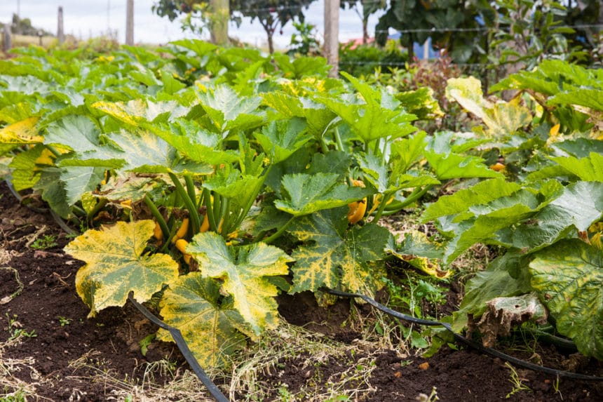 Zucchini Plants Turning Yellow Tips On Causes Solutions