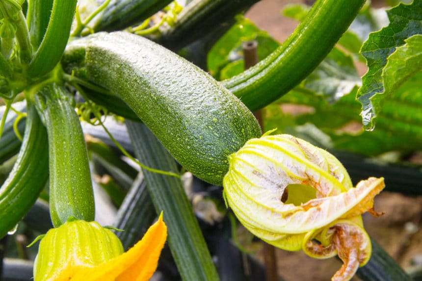 How To Maintain A Zucchini Plant