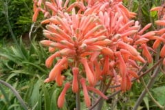 aloe-vera-flower