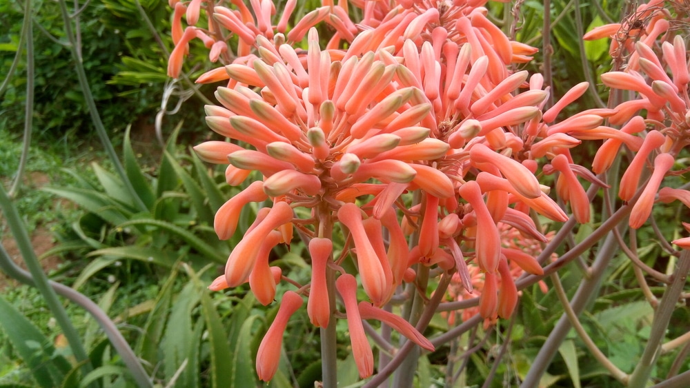 Aloe Vera Flowers » All About the Colorful Blooms