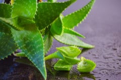 aloe-vera-plant-care