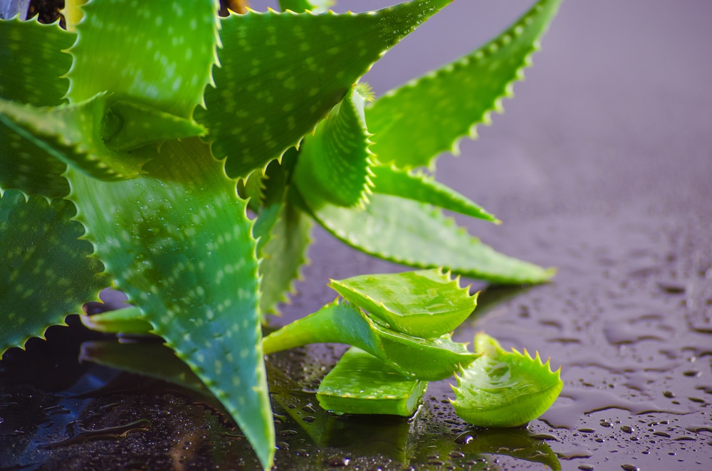 Lush Aloe Vera Plant Care Videos