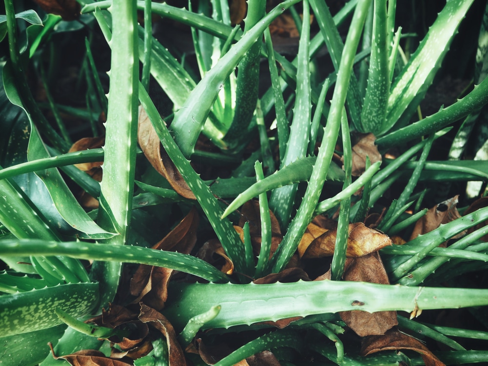Aloe Vera Pups Everything You Need To Know