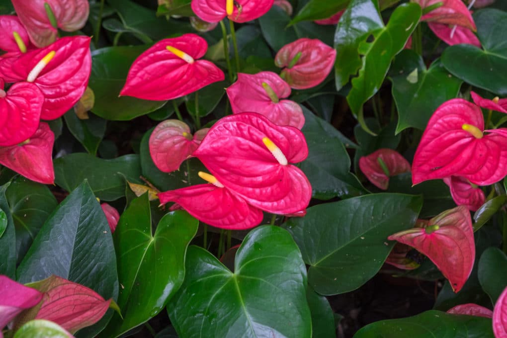 Is Anthurium Poisonous? Yes, So Don't Chew The Leaves