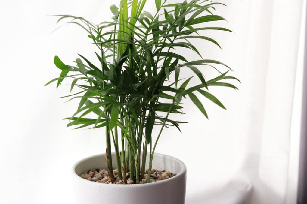 How to Trim Areca Palms » Tips on Knowing When to Prune