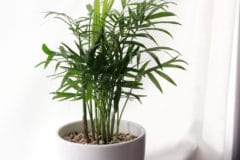 areca-palm-care