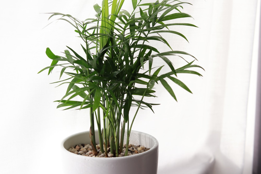 Areca Palm Care Top Tips On Growing Like A Champ